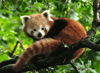 Süßer roter Panda