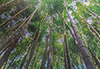 Wald aus Bambus