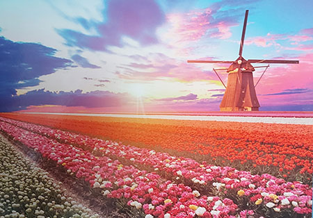 Niederländische Windmühle und Tulpen