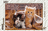 Süße Kätzchen unter der Decke