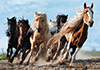 Die gallopierenden Pferde