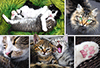 Entspanntes Katzenleben-Collage
