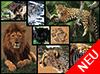 WWF präsentiert:  Wildkatzen