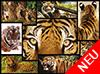 WWF präsentiert: Tiger