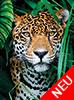Jaguar im Dschungel