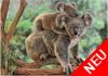 Koalabären Mutter mit Baby
