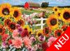 Sonnenblumen-Farm