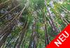 Wald aus Bambus