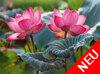 Rosafarbene Lotusblumen