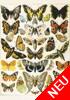 Butterflies and Moths, Millot