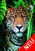 Jaguar im Dschungel