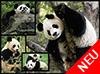 WWF präsentiert: Pandas