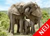 Harmonische Elefantenfamilie