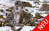 Schneeleoparden im Himalaya-Gebirge