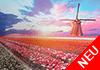 Niederländische Windmühle und Tulpen